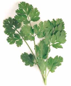 Santo Cilantro Coriandrum sativum